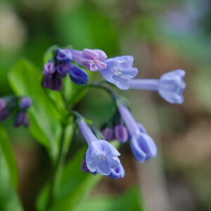Virginia Bluebells