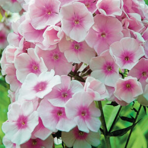 Phlox paniculata Bright Eyes Tall Garden Phlox
