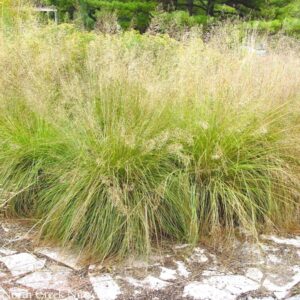 Sporobolis heterolepis Prairie Dropseed