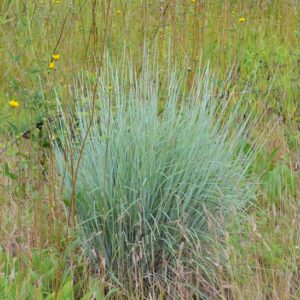 Little Bluestem