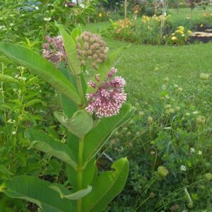 Asclepias syriaca Common Milkweed
