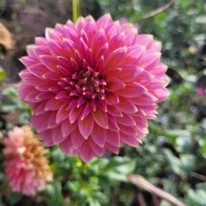 Dahlia Bloomquist Mojo