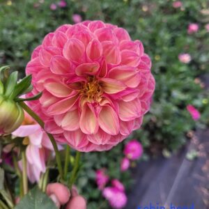Dahlia Robin Hood