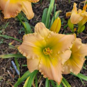 Daylily A Dream Remembered