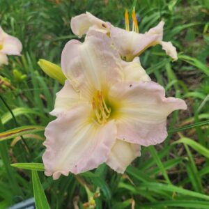 Daylily Abiding Goddess