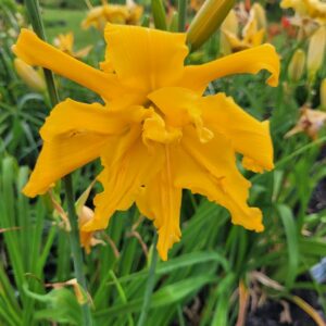 Daylily Aliens On Bourbon