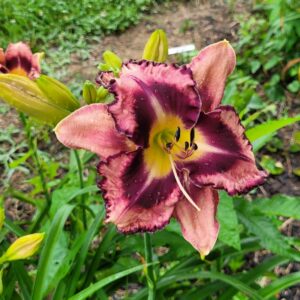 Daylily Back To Paradise