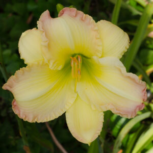 Daylily Beautiful Edgings