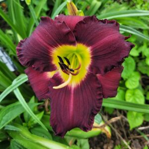 Daylily Bela Legusi