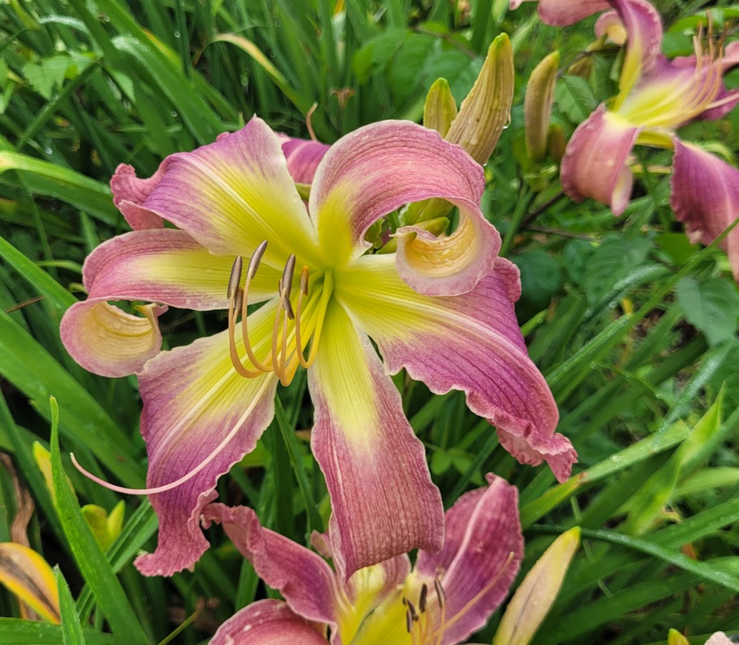 Daylily Cascading Blue