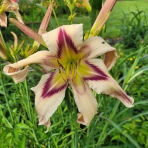 Daylily Clearly