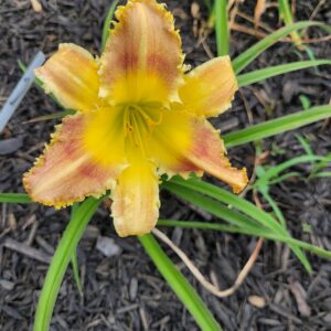 Daylily Dentist The Menace
