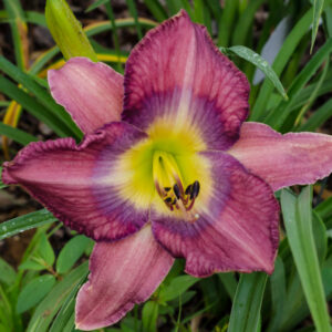 Daylily Dust Be Diamonds