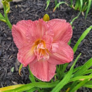 Daylily Elegant Lisa