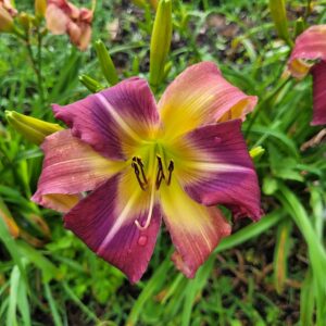 Daylily Flip Fiasco