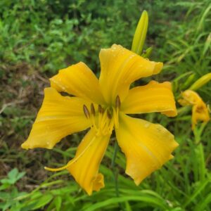 Daylily Frim Fram Sauce
