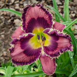 Daylily God Save The Queen