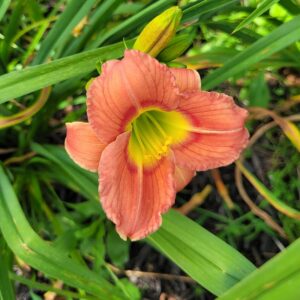 Daylily Green Eyes Wink