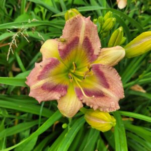 Daylily Green Rainbow