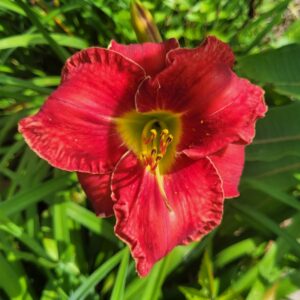 Daylily Honky Tonk Dream