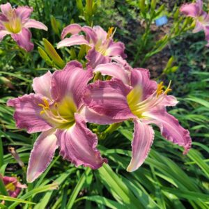 Daylily Intrigue on Ice