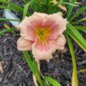 Daylily Janice Brown