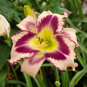 Daylily Kangaroo Court
