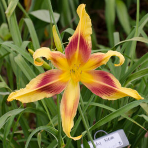 Daylily Lady Neva