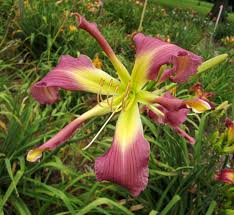 Daylily Lavender Handlebars