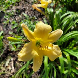 Daylily Lili Blume