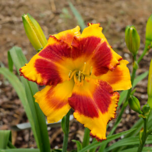Daylily Lip Smack