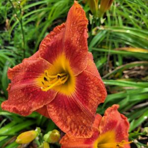 Daylily Mardi Gras Indian