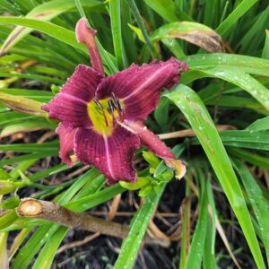 Daylily Mini Bar