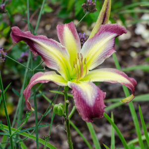 Daylily Morpho Butterfly