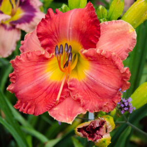Daylily Mount Herman Majesty