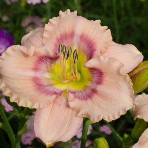 Daylily Mystical Rainbow