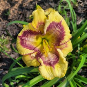 Daylily Overtones