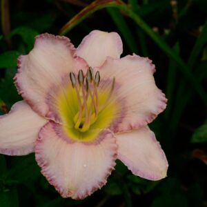 Daylily Papillon