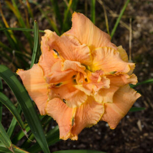 Daylily Passion Fruit Truffle