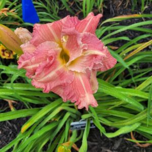 Daylily Peppermint Puff