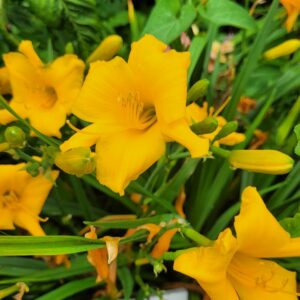 Daylily Riot on the Kindergarten Bus