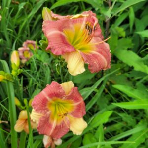 Daylily Small World Looney Tunes