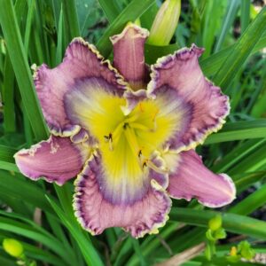 Daylily Sudden Illumination