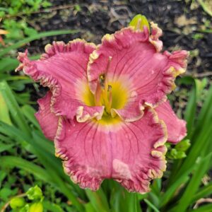 Daylily Sweetest Name I Know