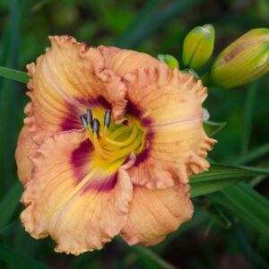 Daylily Tennessee Sensation