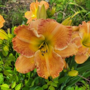 Daylily Texas Big Bend