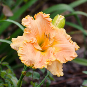 Daylily Tropical Hot Flash