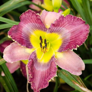 Daylily Violet Muse