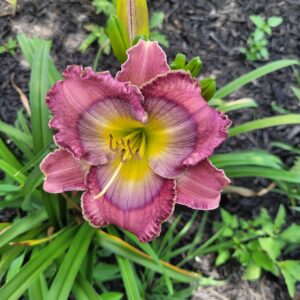 Daylily Woke