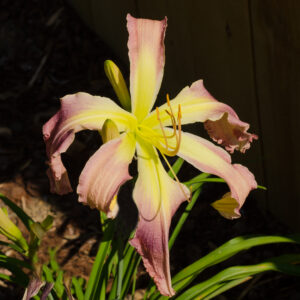 Daylily Cascading Blue